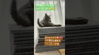 #ねこ動画 #猫のいる暮らし #おれねこ #れおん #ステ西 #cat #猫好きさんと繋がりたい #ほの #ステ西さん #ステ西live #起きて #ねむい #ねむねむ