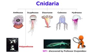 Phylum Cnidaria Part 7: Myxozoa and Polypodiozoa