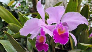 Sophie's Garden  Sophie's Garden Orquideas del tolima 兰花自然保护区,大量原生兰花