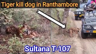 Tigress 'Sultana' killed the poor dog in Zone 1 Ranthambhore #shorts#ranthambore