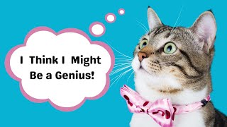 Signs Your Cat is Actually a Genius