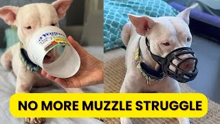 Dog Muzzle Training Made Easy: A Step-by-Step Method That Actually Works