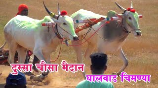 कुर्ली मैदानला घालवाड चिमण्या प्रथम क्रमांकाचा मानकरी amezing bull cart race