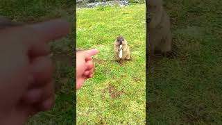 My Friend's Videos Cute Wild animal bobak marmot or prairie dog 3