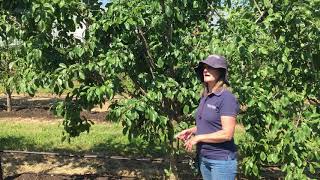 Tree training at the Plum Demonstration Centre