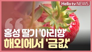 주먹만한 홍성 딸기 ′아리향′...해외에서 ′금값′