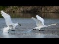 Cigno reale (Cygnus olor) -documentario-