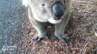 Koala Meets Cyclist