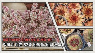 이새네 바위솔/세덤 53종, 월동가능한 식물입니다^^