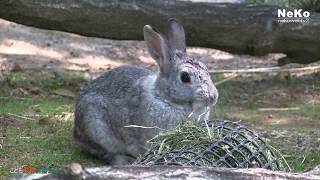 ◆ウサギの追いかけっこ🐰ぴょんぴょん村🐰～ 埼玉県こども動物自然公園 ～ 2018-5