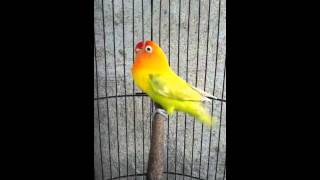 Suara Burung Lovebird Masteran 2015mp4
