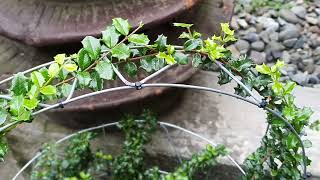 Singapore Holly. Growing Malpighia coccigera in wire frames.