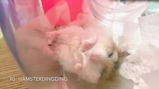 Hamsterdingding．老公公鼠睡到沒儀態呢～．倉鼠．小露寶．小路寶．老公公鼠[小福Siu Fook]