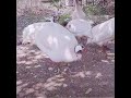 white guinea fowls enjoying a perfect sunny day in kenya coast