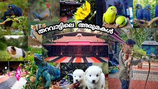 അരപൈമ മുതൽ ഭീമൻ iguana വരെ 😱😱!!| kerala beautiful  exotic pets