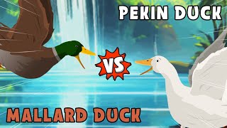 Pekin Duck vs Mallard Duck | Domestic vs Wild Animals [S1] | Animal Animation