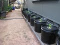 Off the Grid Kratky Method of Hydroponics (guerilla buckets) Off the Grid Kratky Method of Hydroponics (guerilla buckets)