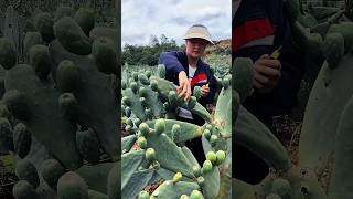 Cactus Plant Cultivation In China.!