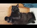 7 Cat Sleeping Positions and What They Mean