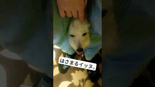 足にはまるイッヌ#チャイニーズクレステッドドッグ #チャイクレ#可愛い犬 #dog