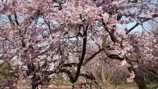 新宿御苑に春が来た　満開の大寒桜（オオカンザクラ）　２０１６．３．１５　Sakura Shinjuku Gyoen