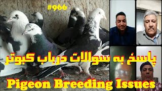 لایو پاسخ تجربه داران پرورش کبوتر به سوالات گروی کبوتر و بیماری کبوتران IRANIAN PIGEON BREEDERS LIVE