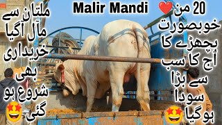 Malir Mandi Karachi Cattle Latest Rates Update 21 January 2025 | Cow Mandi 2025