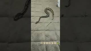 【爬虫類】上手く移動できない蛇🐍