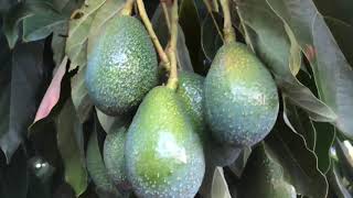 Super Cold Hardy Avocado Tree