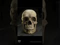 anatomy study skull modeling with zbrush