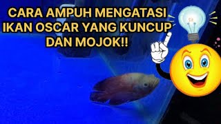 WOW!!! INILAH CARA MENYEMBUHKAN IKAN OSCAR YANG KUNCUP DAN SERING MOJOK SECARA ALAMI TANPA HEATER!!!