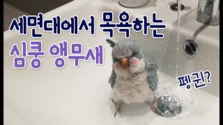 블루퀘이커 앵무새- 세면대에서 목욕하는 앵무새 펭귄 ! bathing parrot