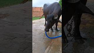 Rolla bhains ka #shorts #shortvideo #viralvideo #trendingshorts #gym #fitnessmotivation #yt_shorts