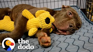 Scared Pittie Wouldn't Leave The Plum Box He Was Found In | The Dodo Pittie Nation