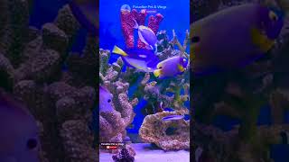 BIGGEST MARINE AQURIUM AND FISH COLLECTION WITH IMPORTANT TIPS | SODEPUR KOLKATA | 9007823193