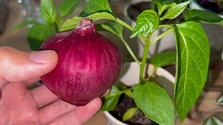 I drip under Any Seedlings and She grows wildly! Stem Thick! Chunky and Short Seedlings!