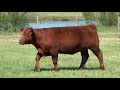 bcr ventures select heifer sale 2017 lot 18