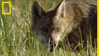 L'attaque éclair du coyote