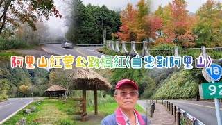 阿里山紅葉公路楓紅自忠到阿里山2024/11/21(星期四)