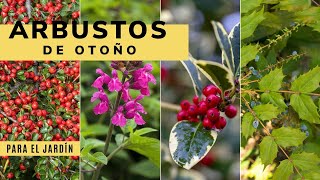 4 ARBUSTOS de OTOÑO para el jardín 🌷 Plantas de exterior con Jardinatis 🌷