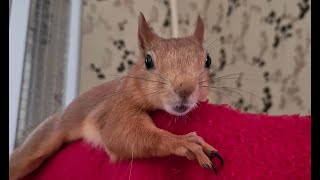 Мой бельчонок поёт!!! 😍 Squirrel sings