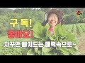 참깨 수확전 편하게 잎 제거하는 방법부터 마지막 참깨관리 꼭 해줘야 품질좋은 참깨 수확합니다.