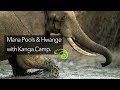 Mana Pools & Hwange, with Kanga Camp - a short film