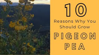 DAY 320 - 10 Reasons Why You Should Grow Pigeon Peas