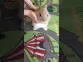 soft little ball of fur/ baby bunny /Lele Bunny #bunny #rabbit #pets #cute #cuteanimals #funny