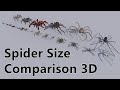 Spider Size Comparison 3D