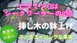 【カラマンシー】四季柑の挿し木鉢上げ