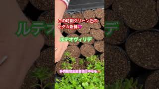 【多肉植物】今日の作業はルテオヴィリデ💖#多肉生産者修行中 #多肉女子 #多肉初心者 #セダム