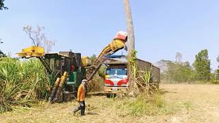 รถตัดอ้อยแรงๆ!รถตัดอ้อยระบบสายพานลำเลียง ทีมงานไร่ทวีทรัพย์, Sugarcane Harvester