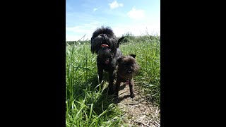 A moorland walk from Brinscall to White Coppice with two Affenpinschers